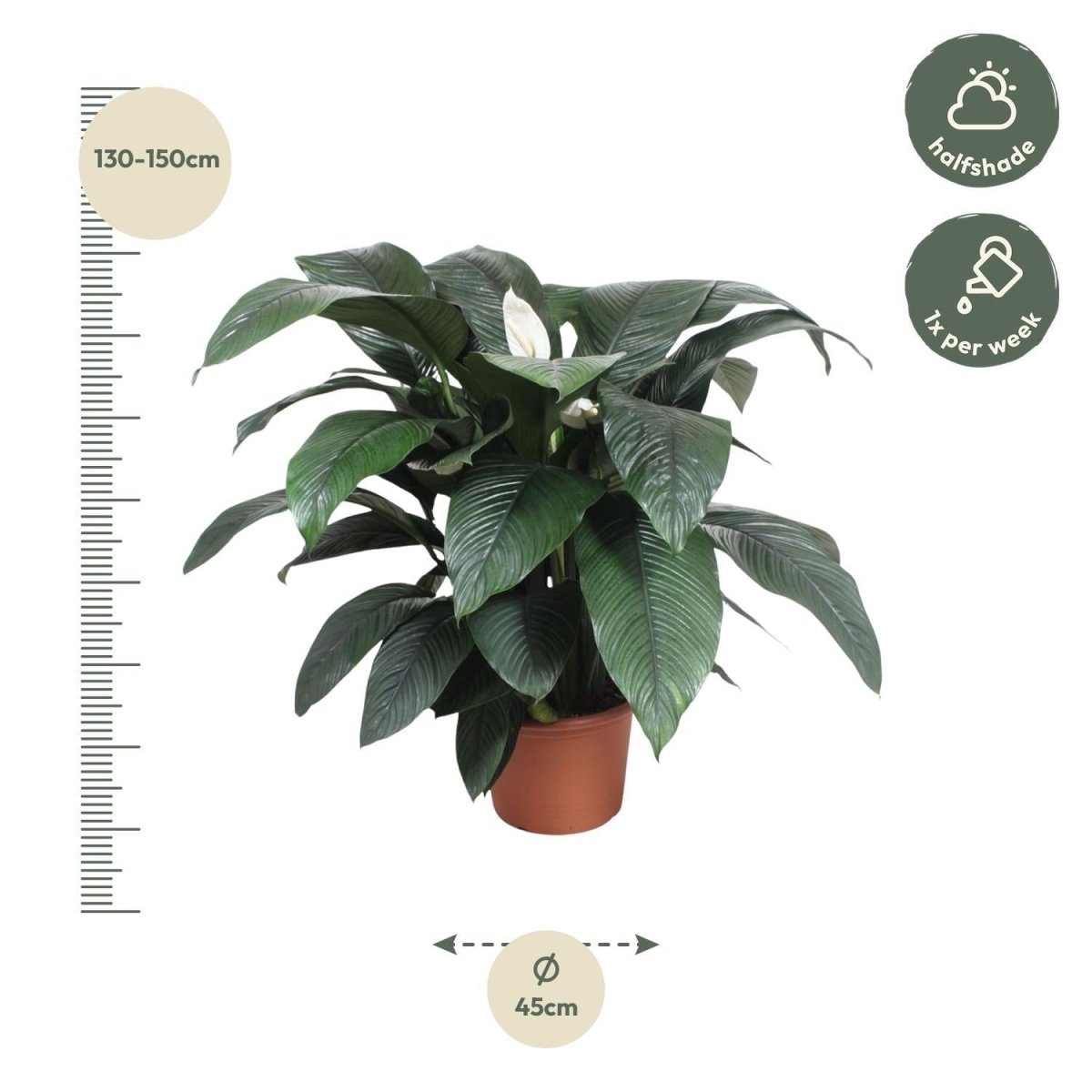 Spathiphyllum Sensation 4 - LushLeaf | Online planten bestellen