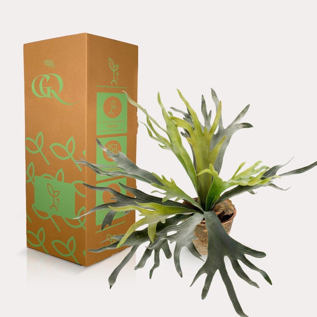 Staghorn Fern - Hertshoorn | Kunstplant 4 - LushLeaf | Online planten bestellen