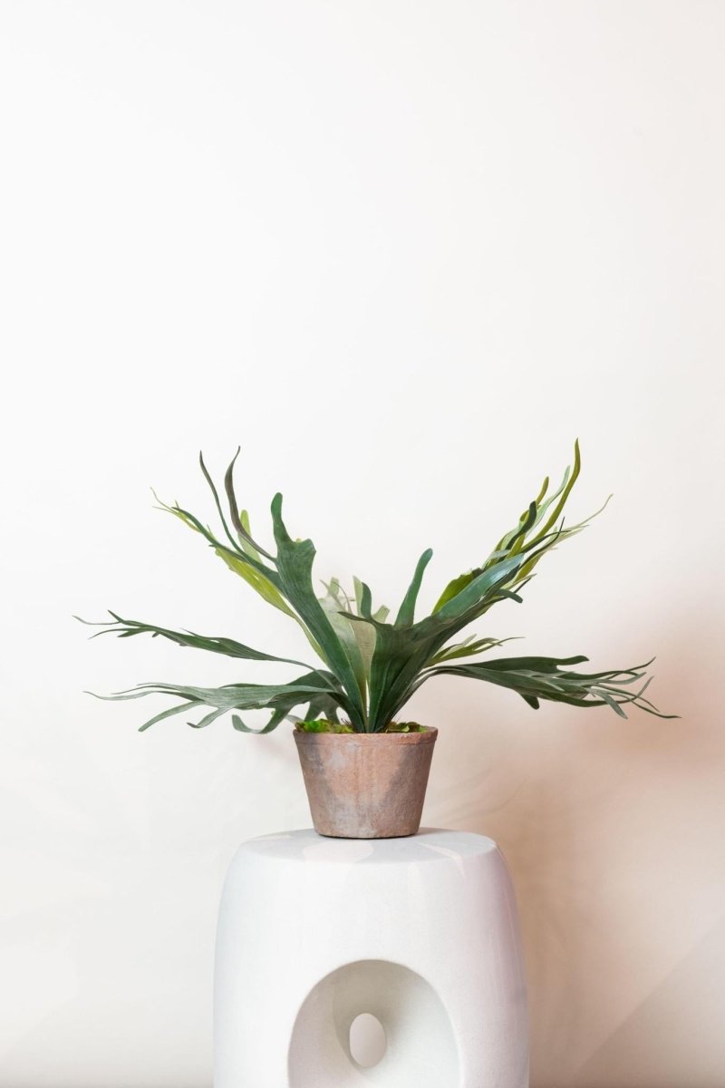 Staghorn Fern - Hertshoorn | Kunstplant 3 - LushLeaf | Online planten bestellen