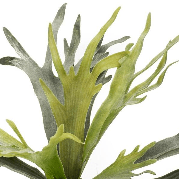 Staghorn Fern - Hertshoorn | Kunstplant 2 - LushLeaf | Online planten bestellen