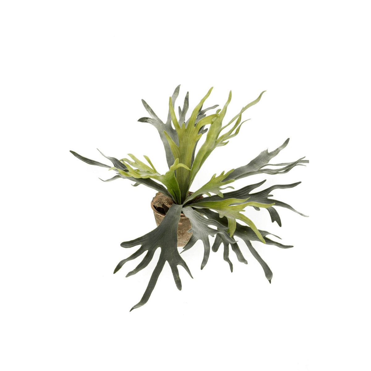 Staghorn Fern - Hertshoorn | Kunstplant 1 - LushLeaf | Online planten bestellen