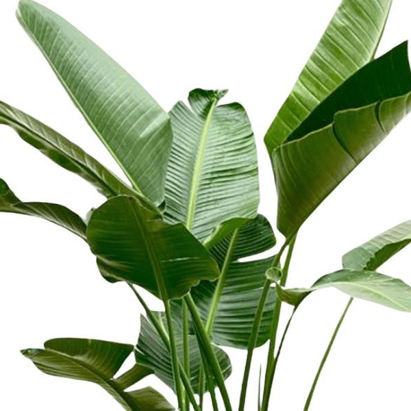 Strelitzia Augusta de luxe XXL 2 - LushLeaf | Online planten bestellen