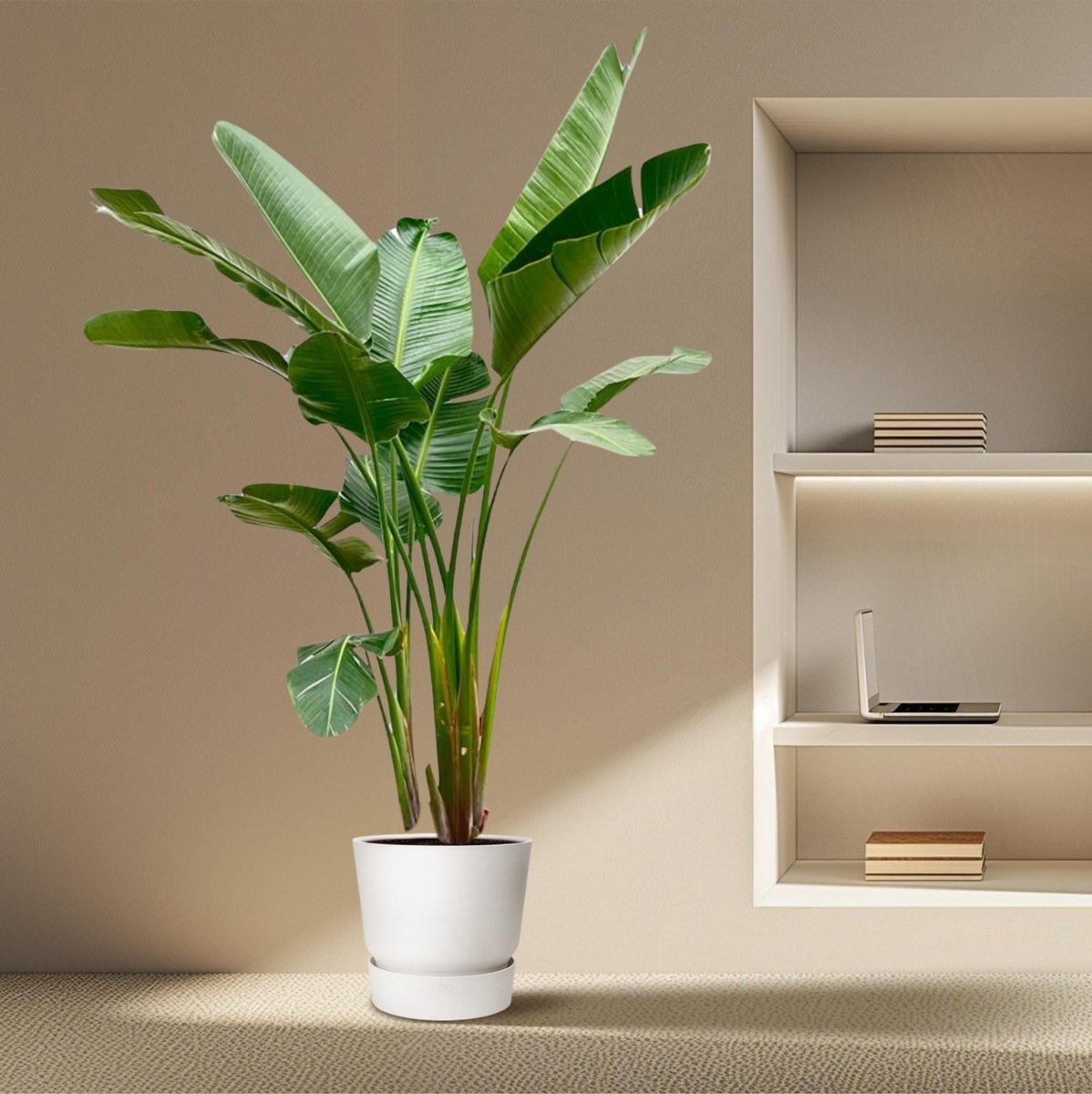 Strelitzia Augusta de luxe XXL 3 - LushLeaf | Online planten bestellen