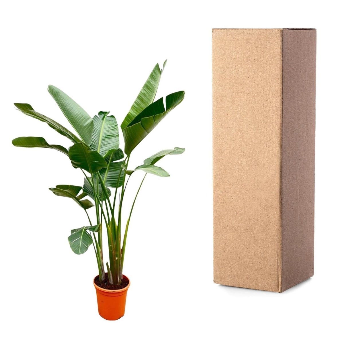 Strelitzia Augusta de luxe XXL 5 - LushLeaf | Online planten bestellen
