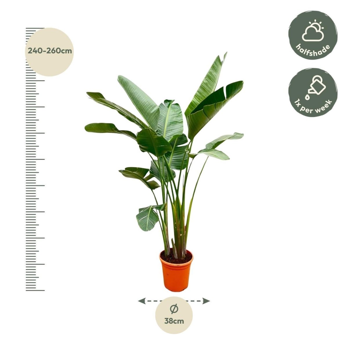 Strelitzia Augusta de luxe XXL 4 - LushLeaf | Online planten bestellen