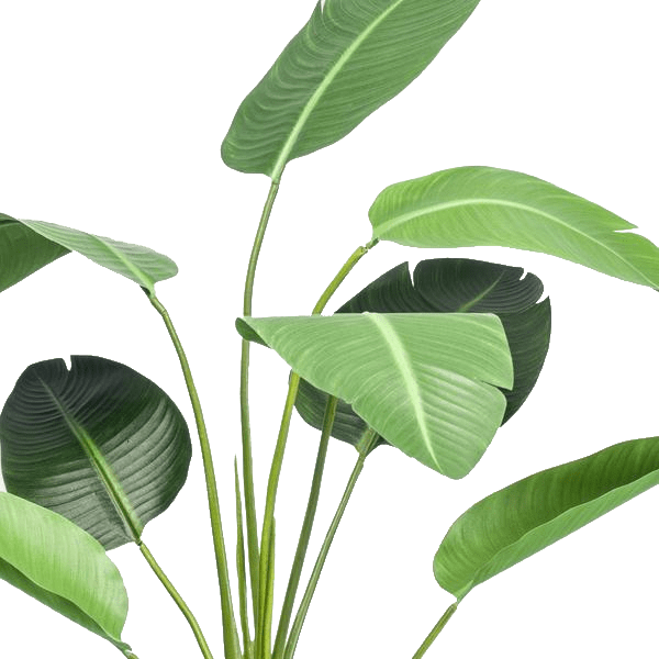 Strelitzia nicolai - Paradijsvogelbloem | kunstplant 2 - LushLeaf | Online planten bestellen