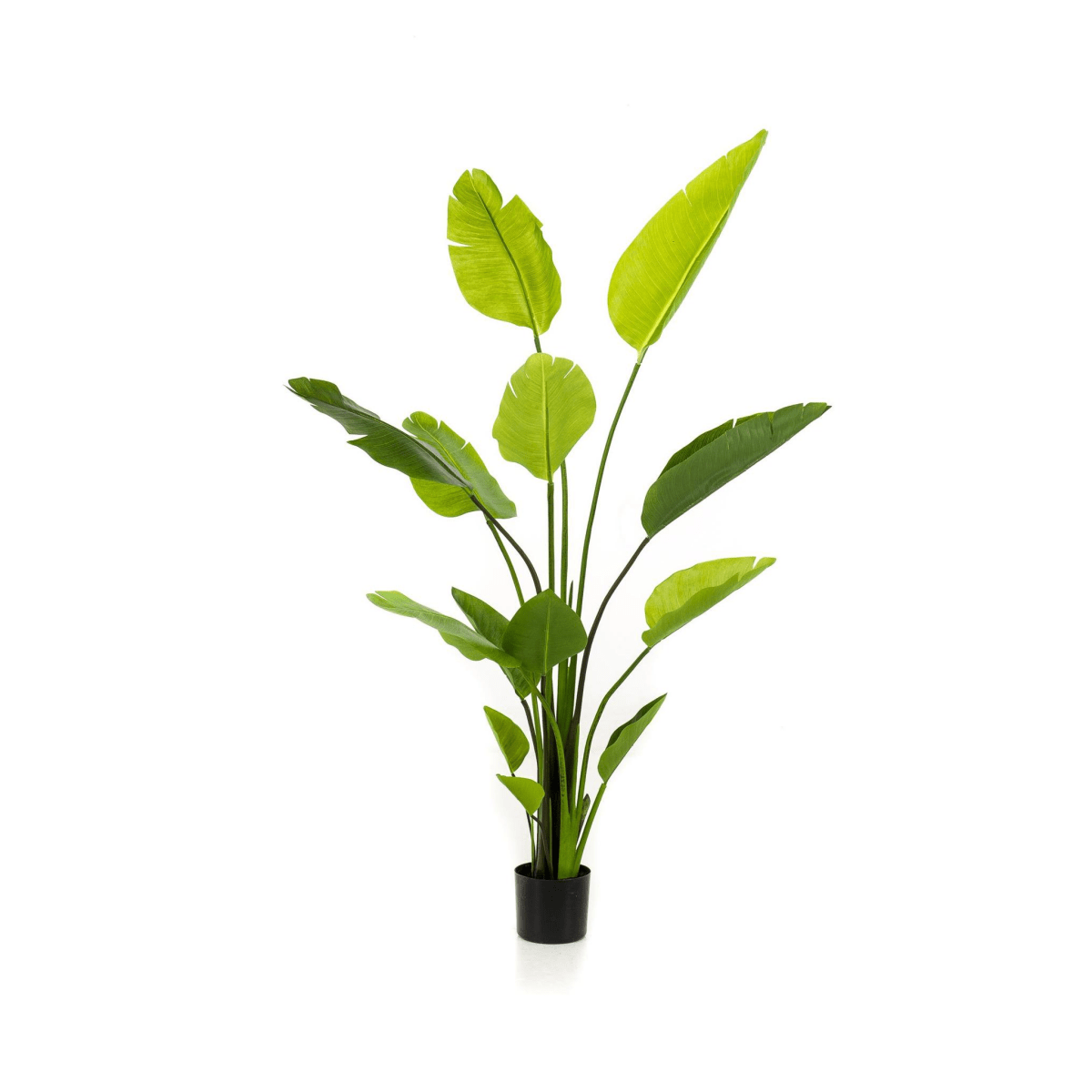 Strelitzia Nicolai - Paradijsvogelbloem | Kunstplant 1 - LushLeaf | Online planten bestellen
