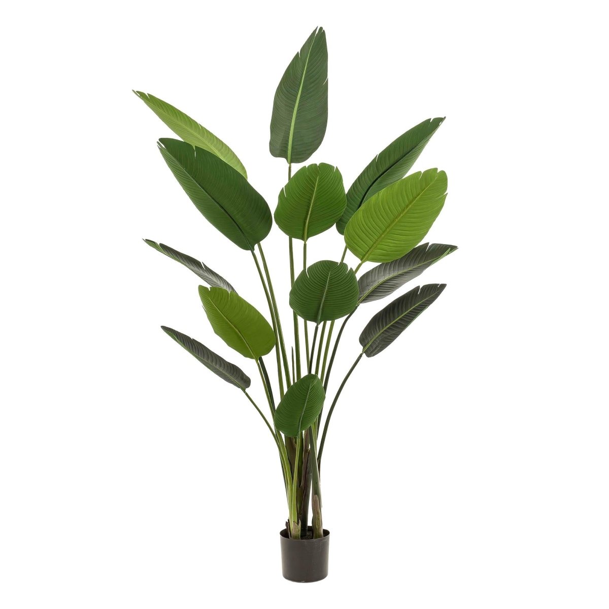 Strelitzia Nicolai - Paradijsvogelbloem | Kunstplant 3 - LushLeaf | Online planten bestellen
