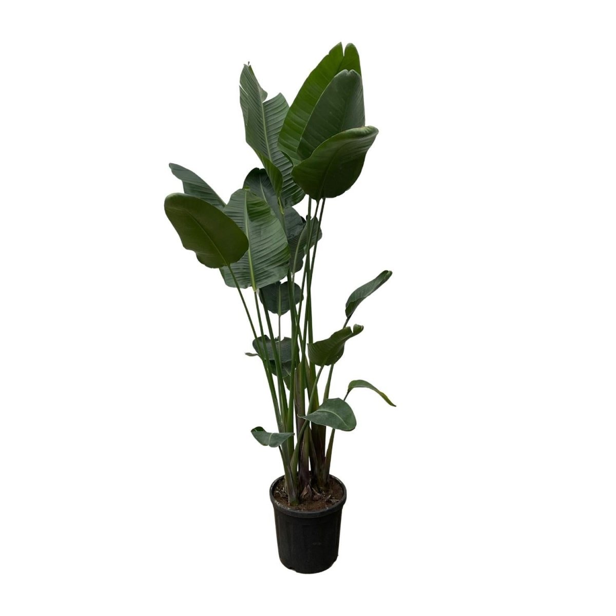 Strelitzia Nicolai | XXL 6 - LushLeaf | Online planten bestellen