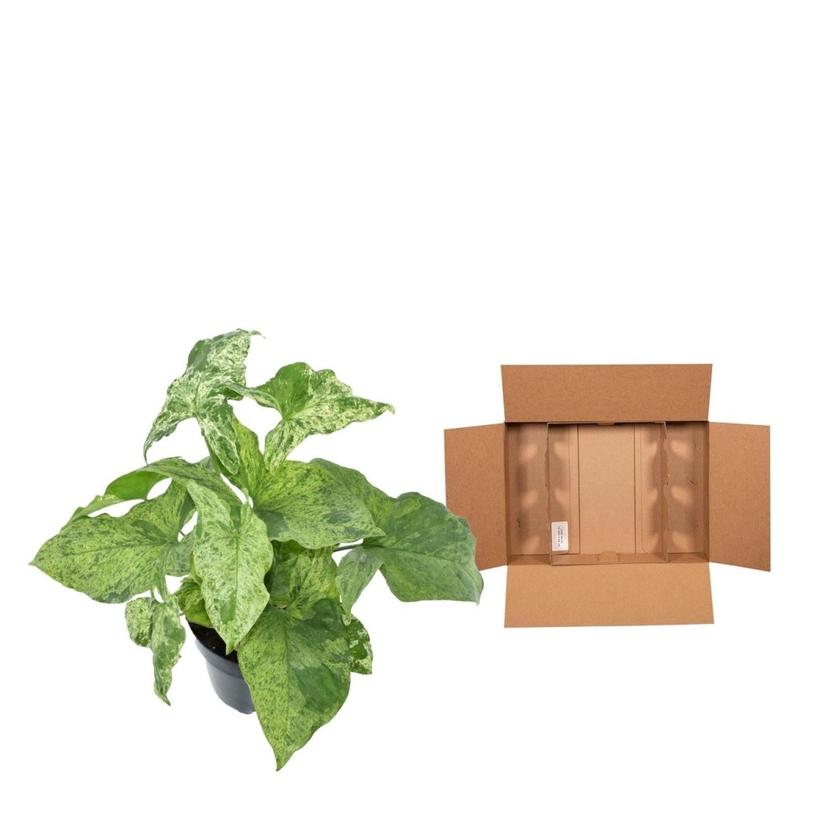 Syngonium Mottled 5 - LushLeaf | Online planten bestellen