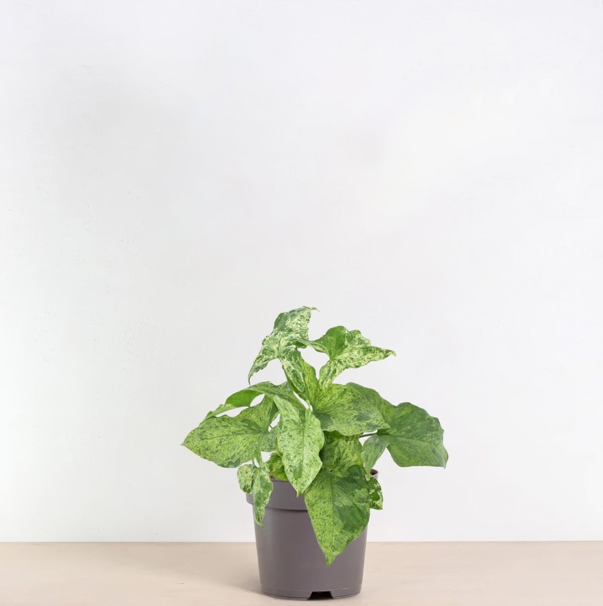 Syngonium Mottled 3 - LushLeaf | Online planten bestellen