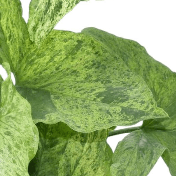 Syngonium Mottled 2 - LushLeaf | Online planten bestellen