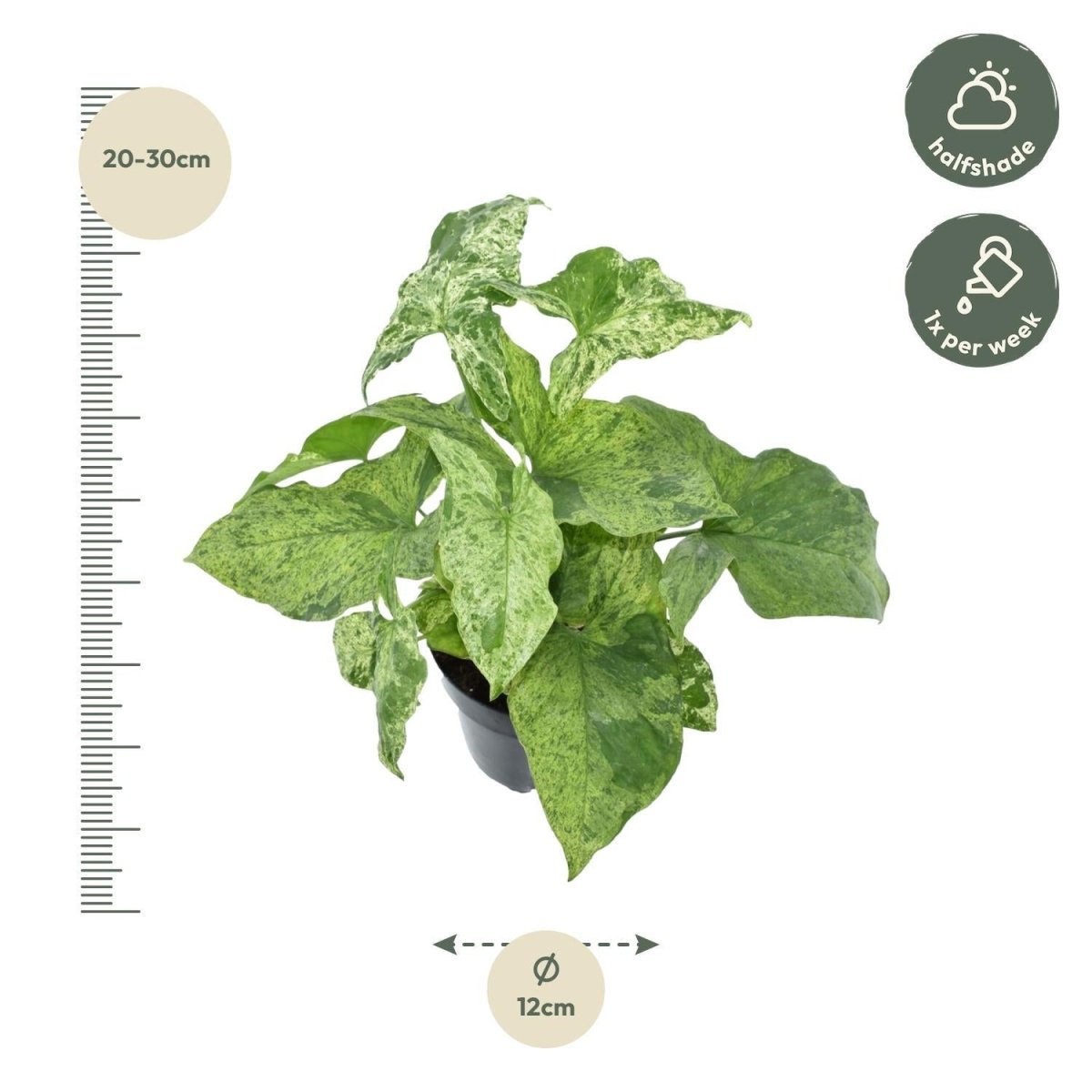 Syngonium Mottled 4 - LushLeaf | Online planten bestellen