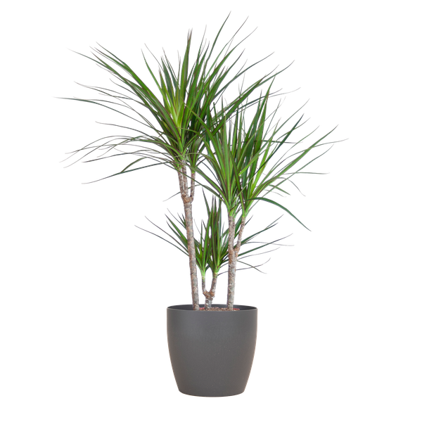 Dracaena Marginata met pot