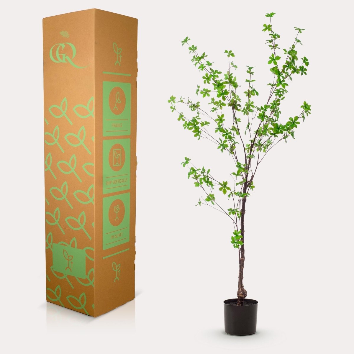 Tropaeolum Speciosum - Oost Indische Kers | Kunstplant 4 - LushLeaf | Online planten bestellen