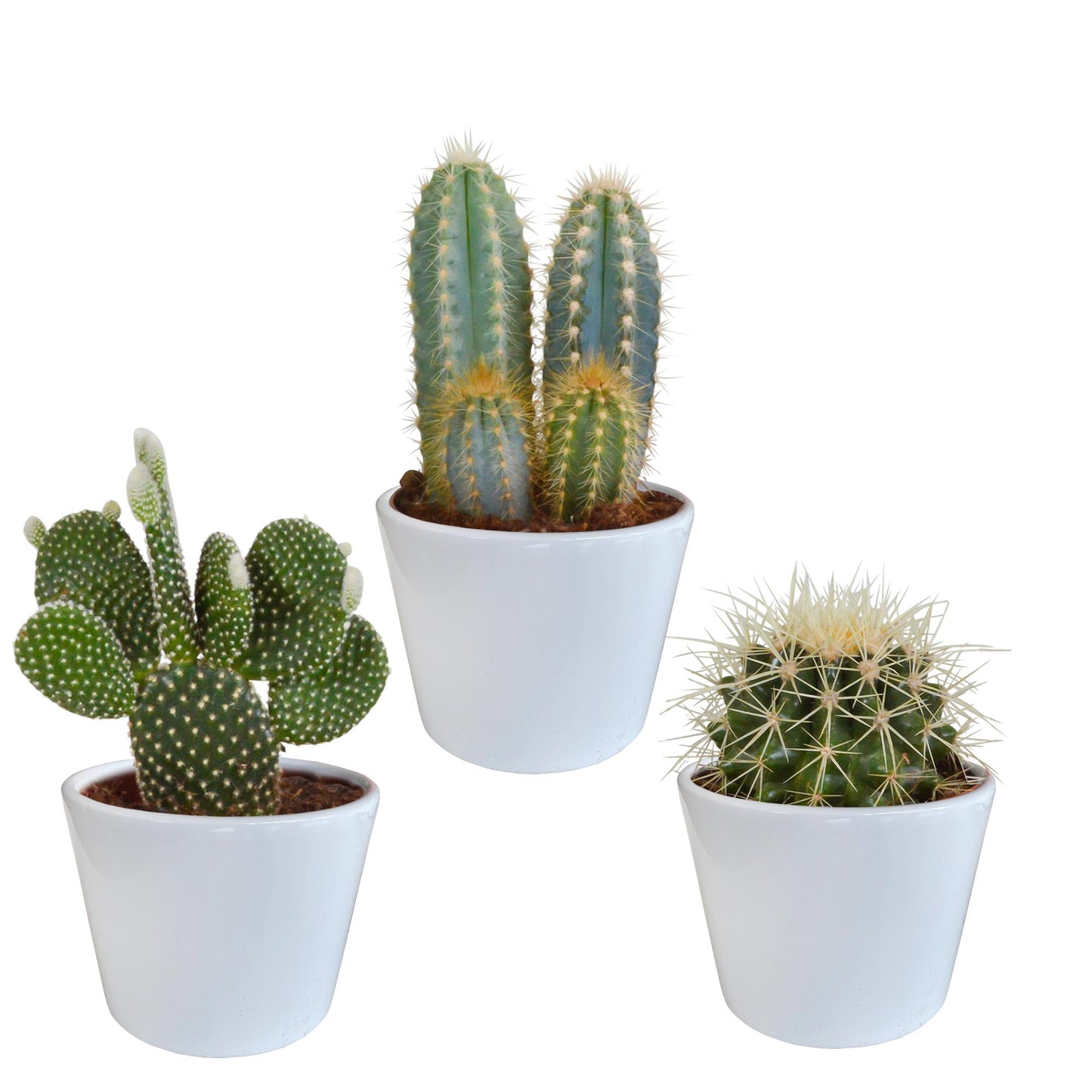 Cactus mix | 3 stuks