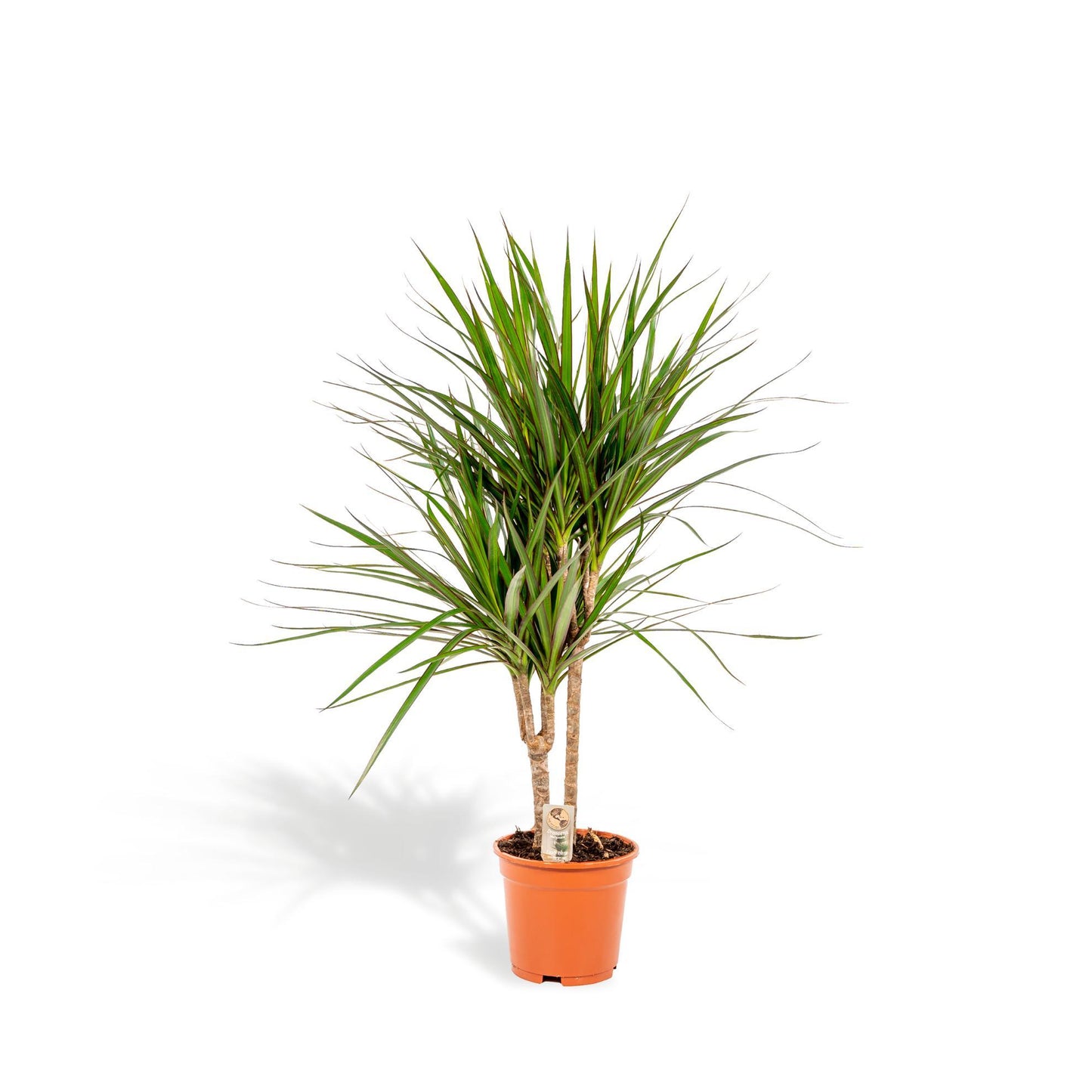 Dracaena Marginata