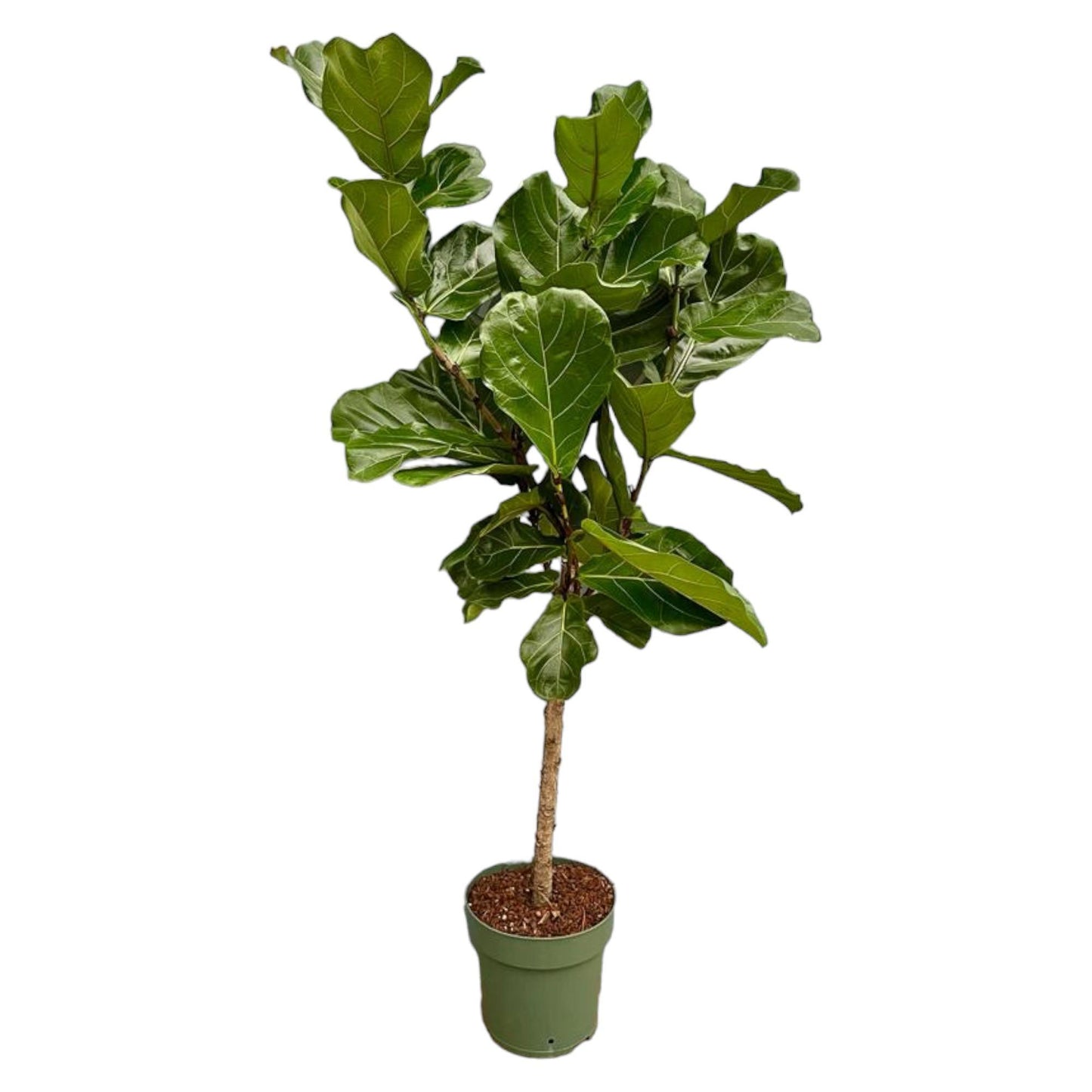 Ficus Lyrata stam | XL