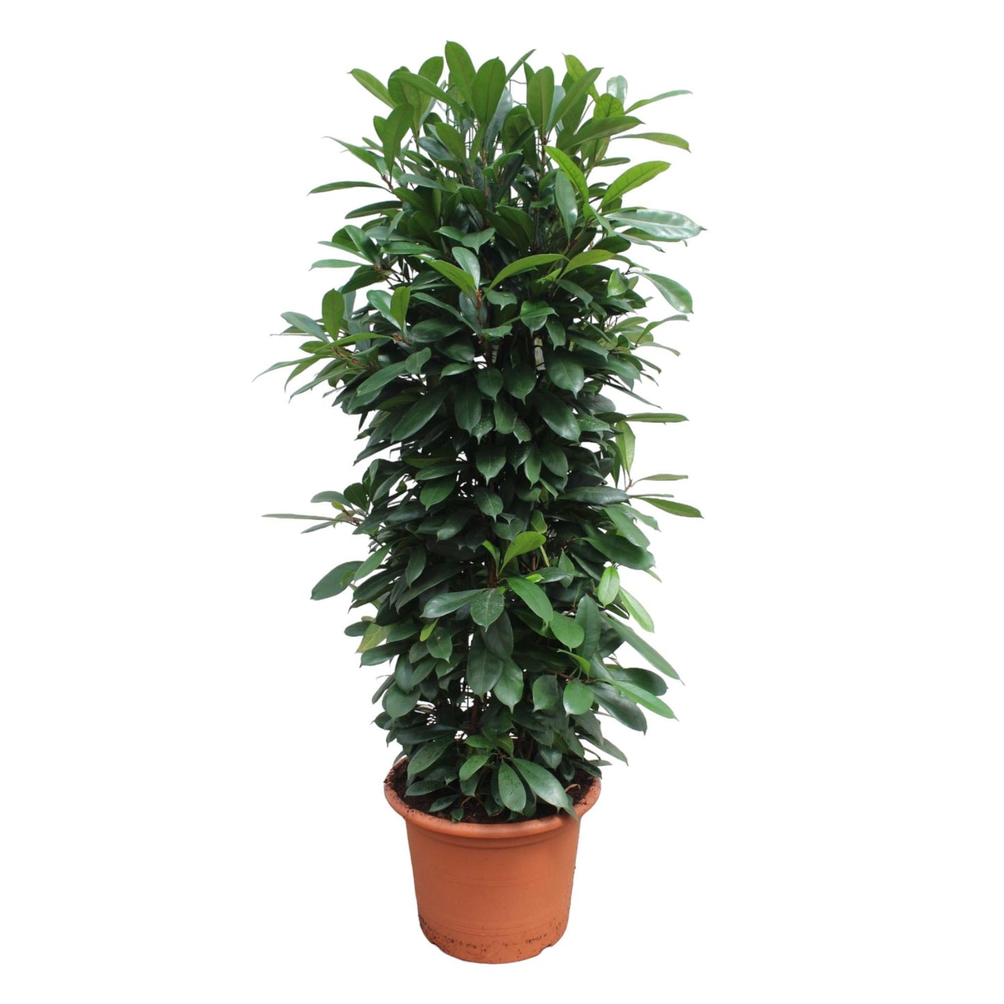 Ficus Cyathistipula gaasrek