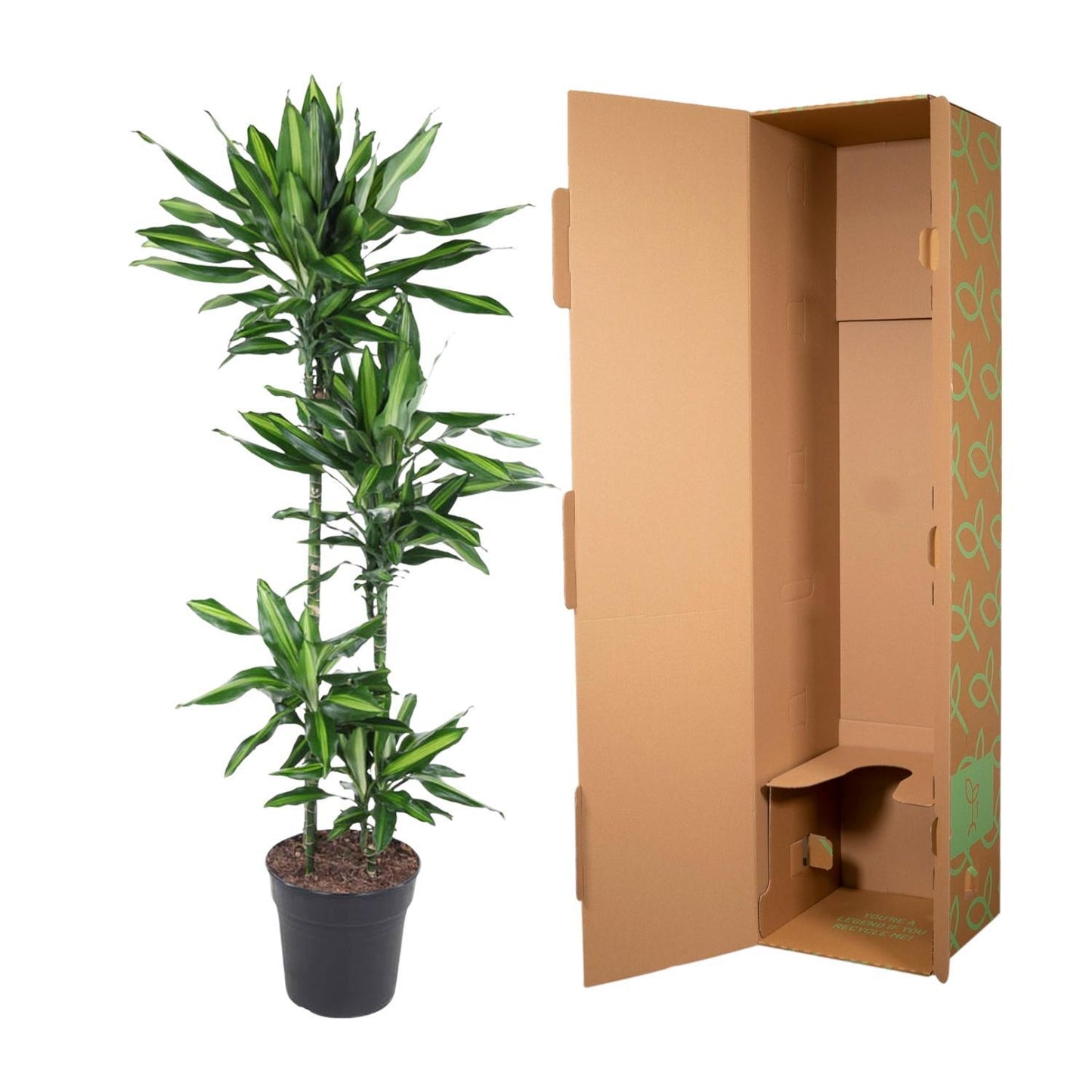 Dracaena Cintho