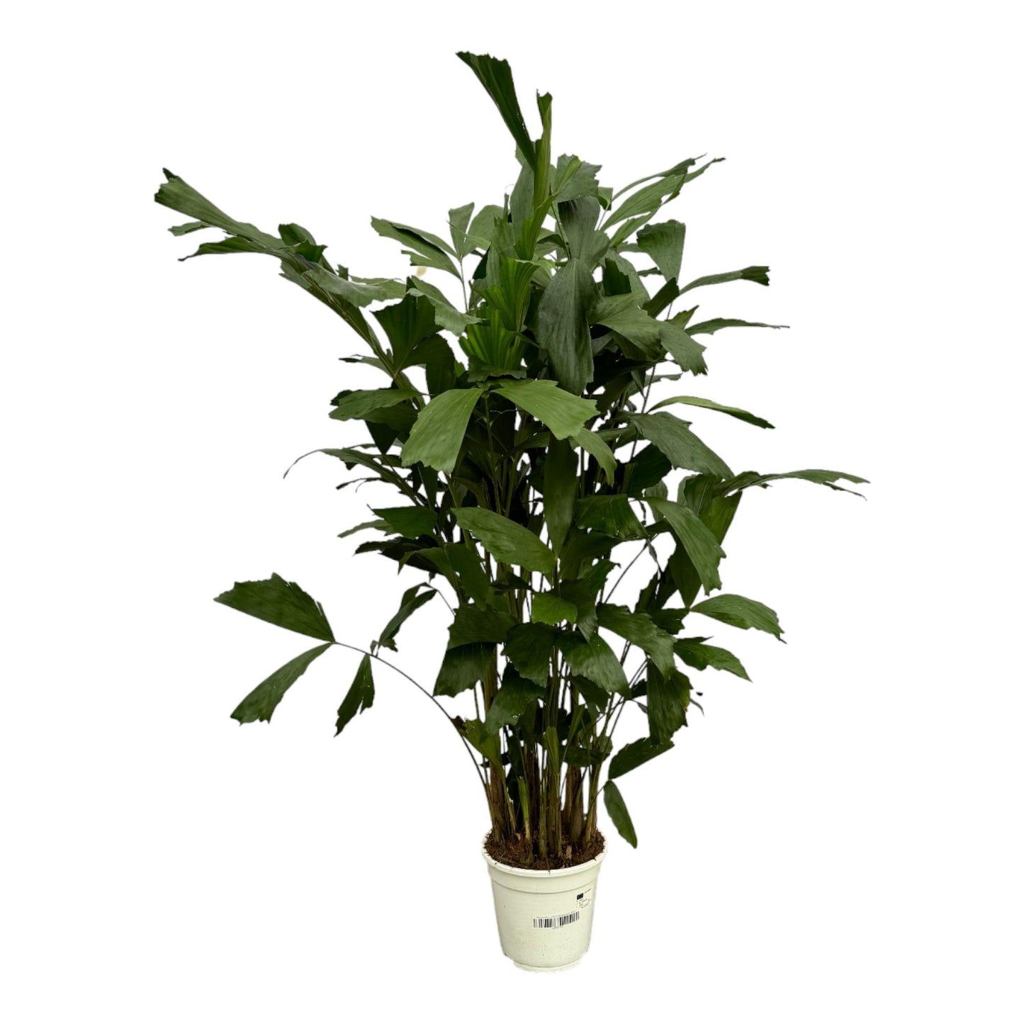Caryota Mitis