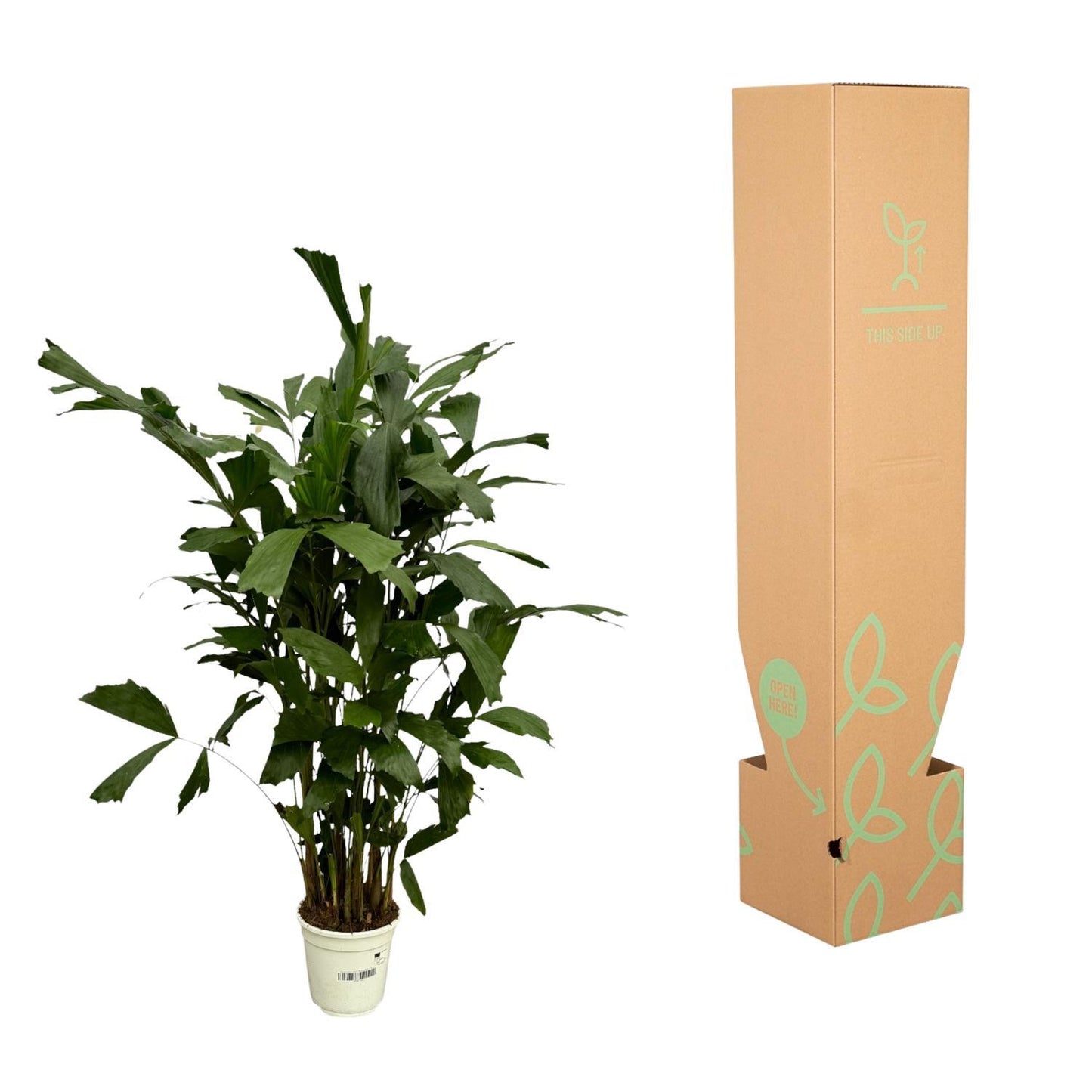 Caryota Mitis