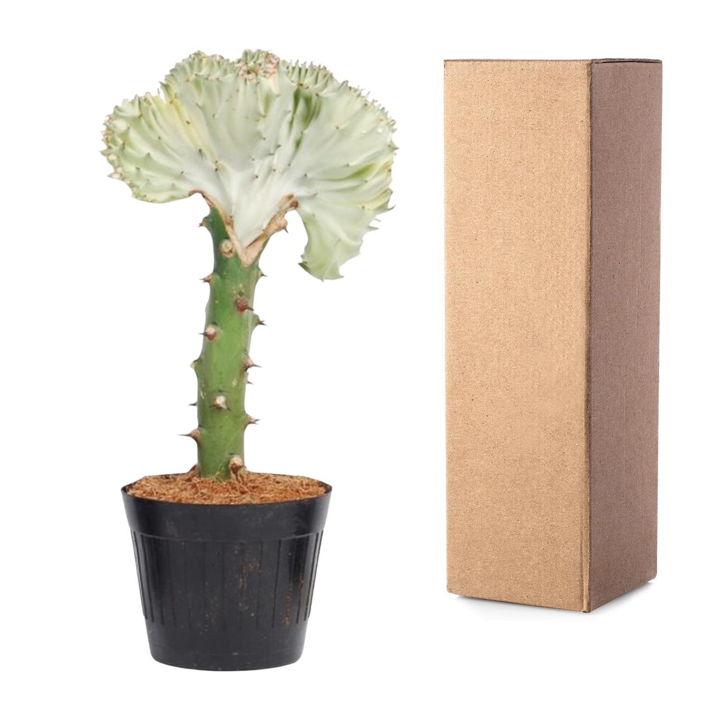 Euphorbia lactea Cristata wit