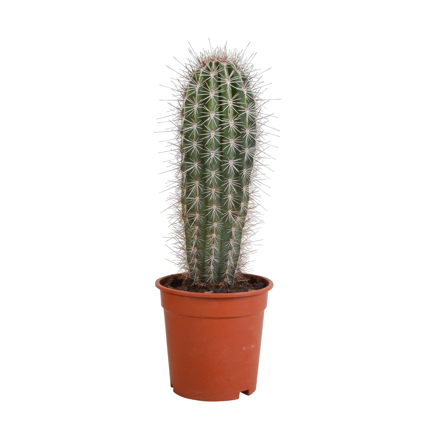 Pachycereus pringlei