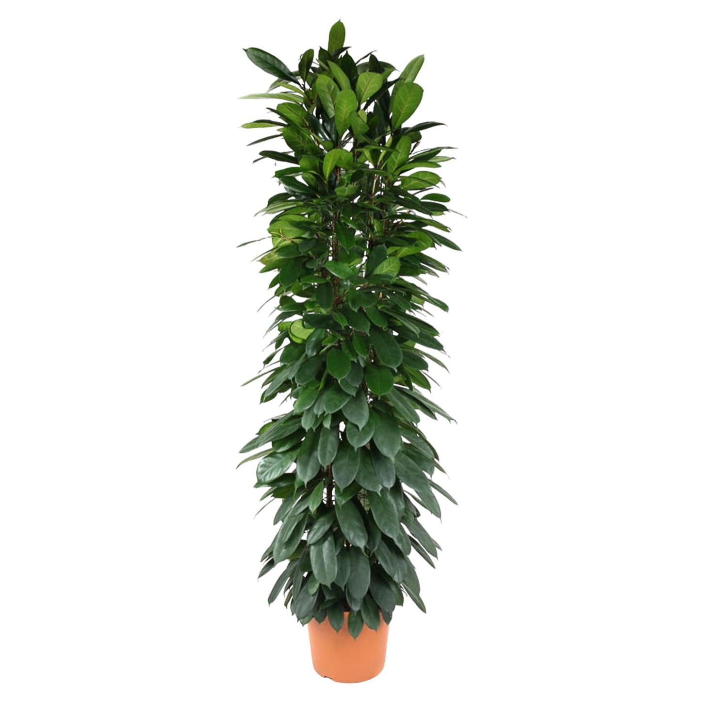 Ficus Cyatistipula zuil