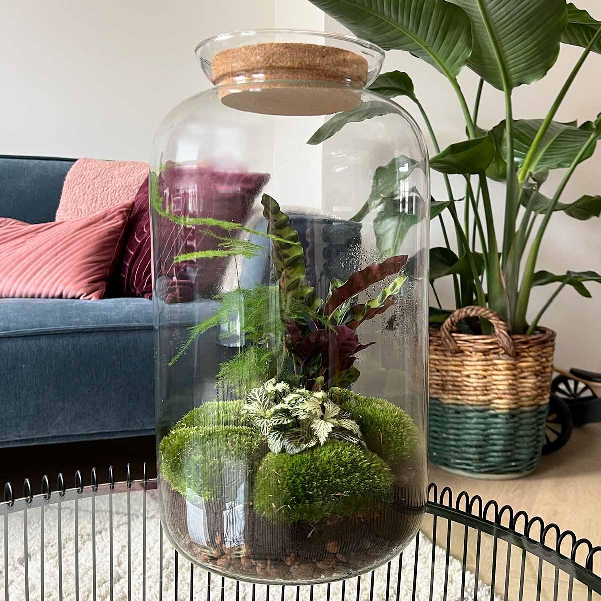 Botanical Sven | DIY terrarium
