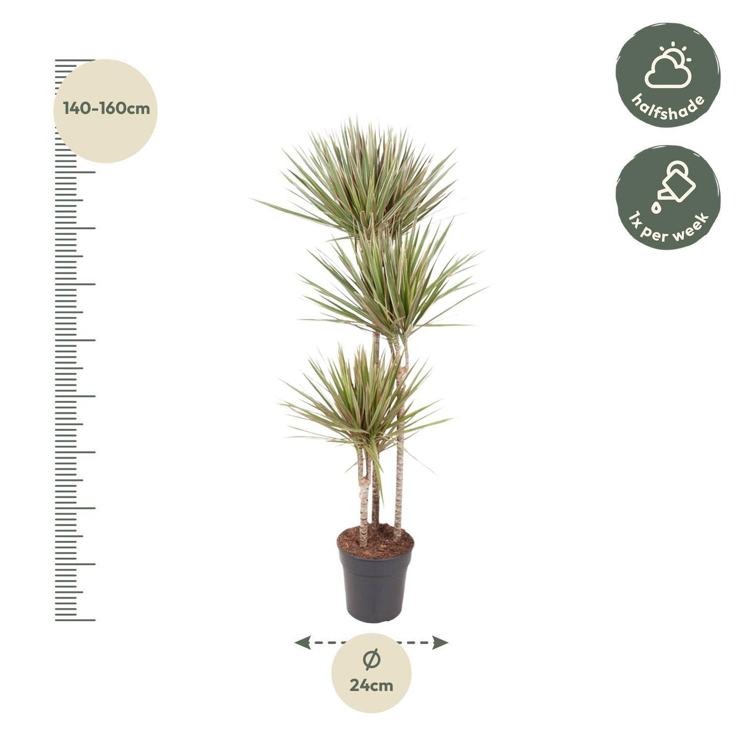 Dracaena Bicolor