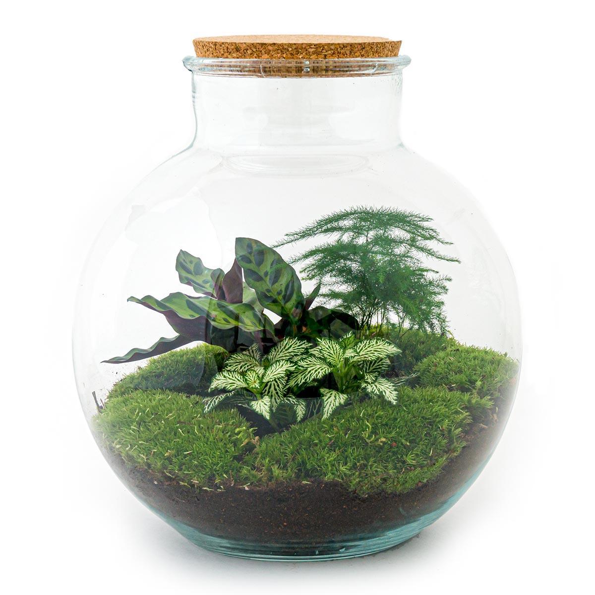 Bolder Bob | DIY terrarium