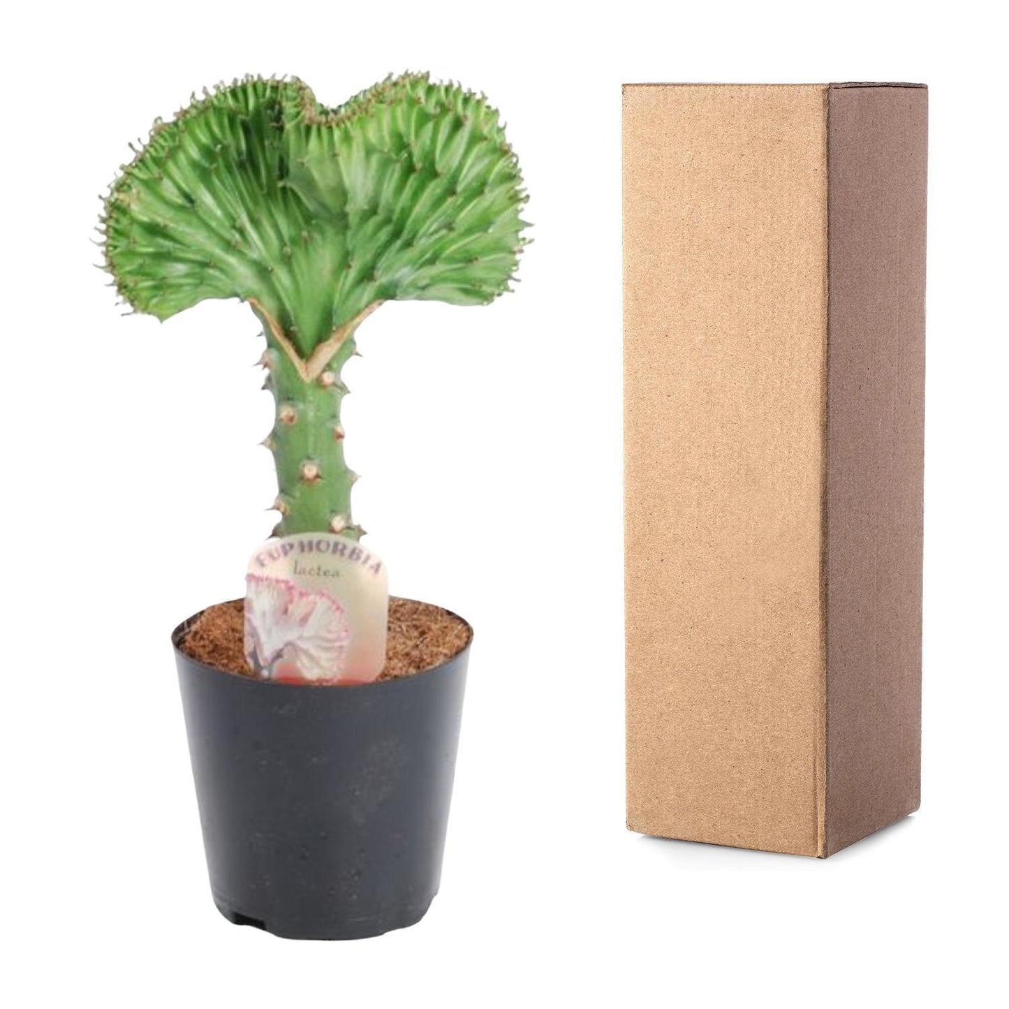 Euphorbia lactea Cristata groen