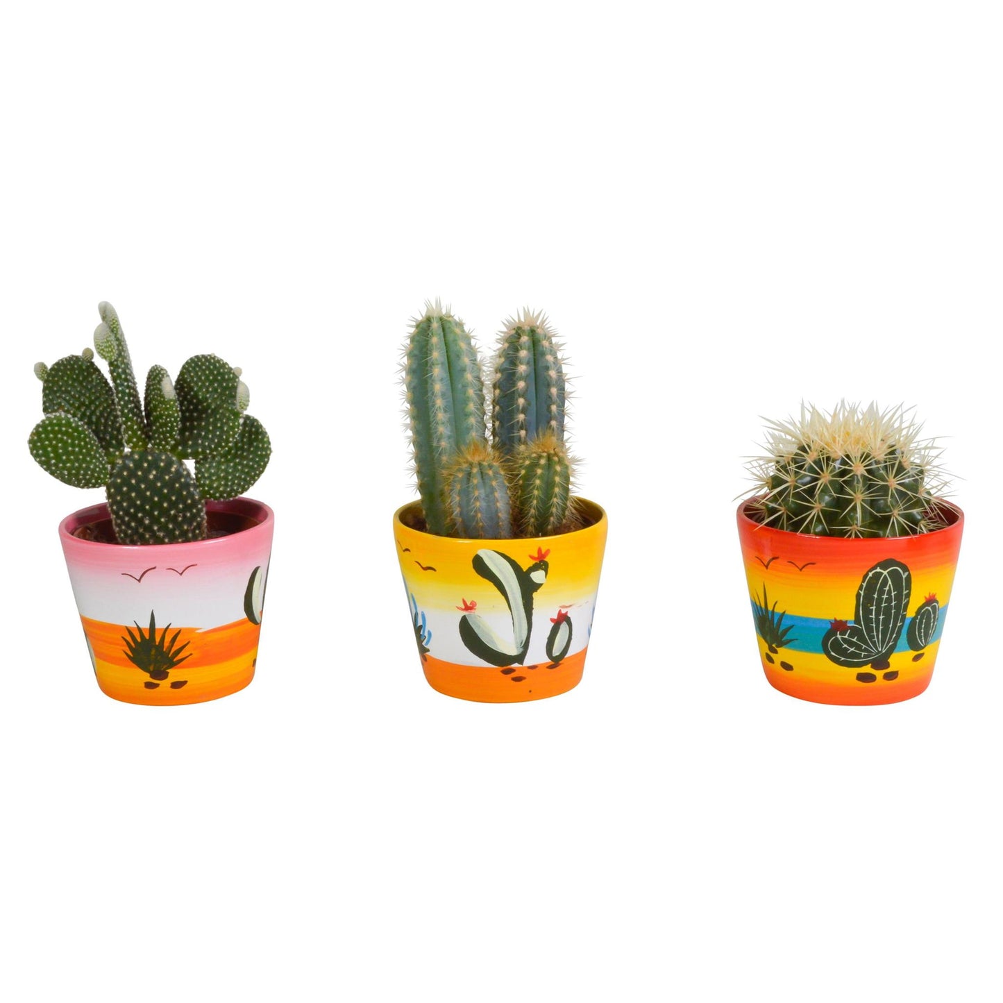 Cactus mix | 3 stuks