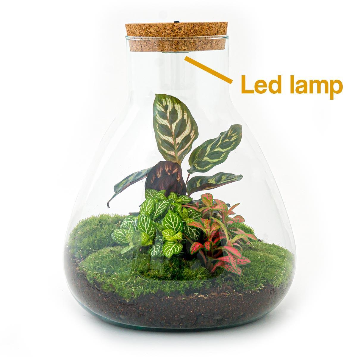 Sam Calathea met LED lamp | DIY terrarium