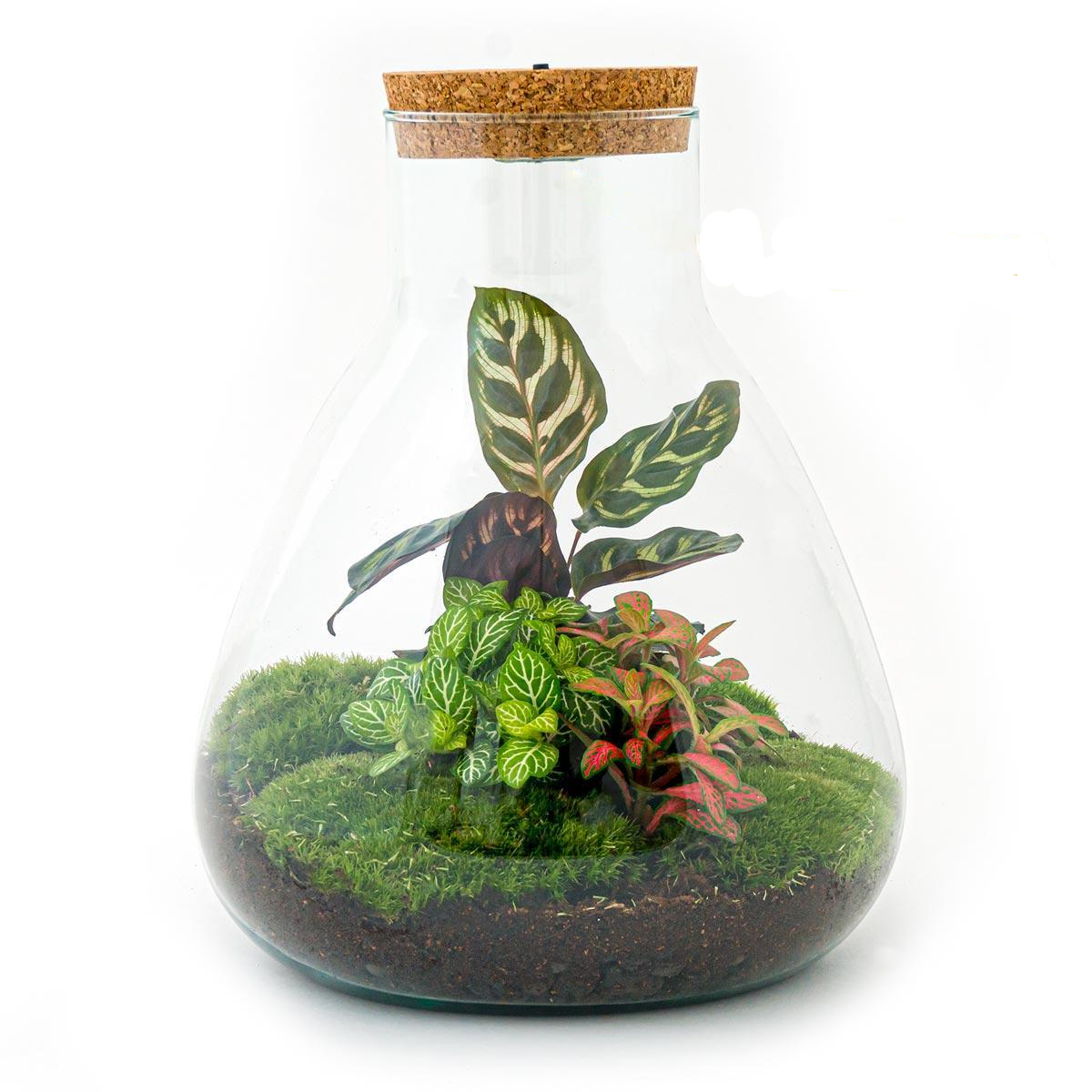 Sam Calathea met LED lamp | DIY terrarium