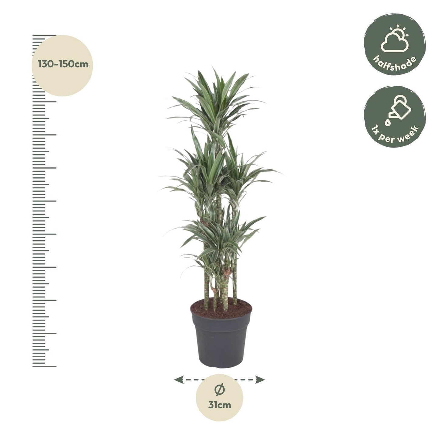 Dracaena Warneckei Carrousel
