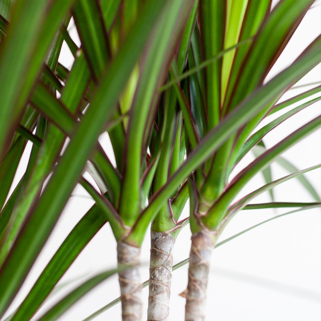 Dracaena Marginata met pot