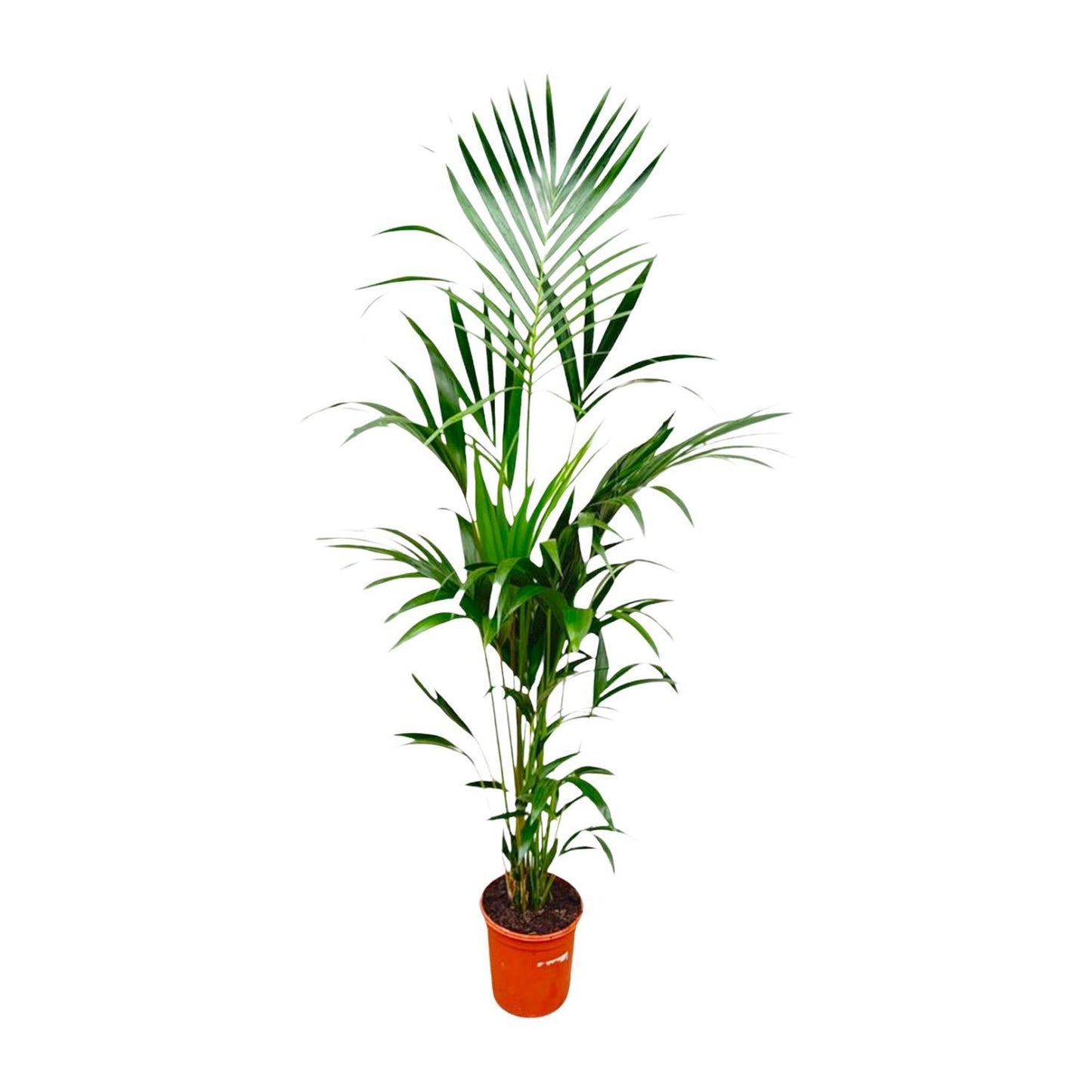 Kentia palm | XL