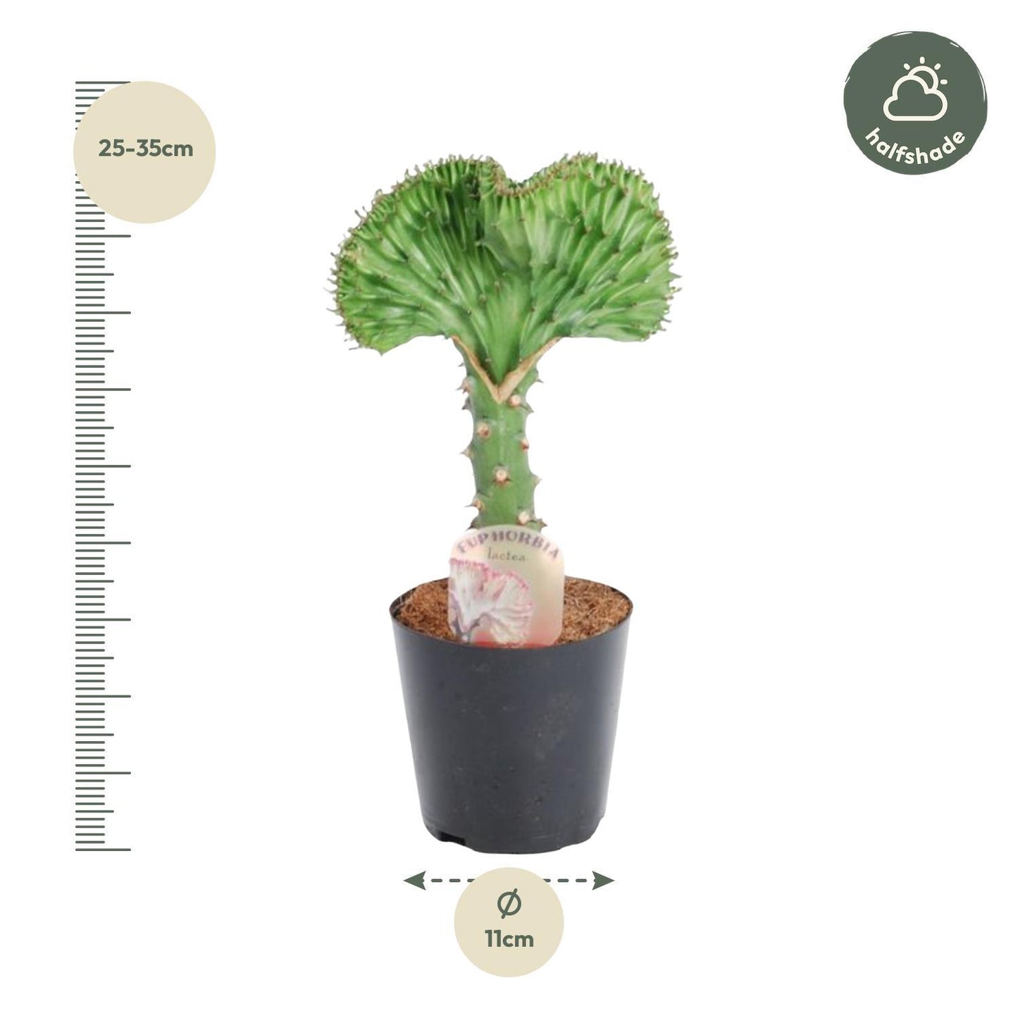 Euphorbia lactea Cristata groen