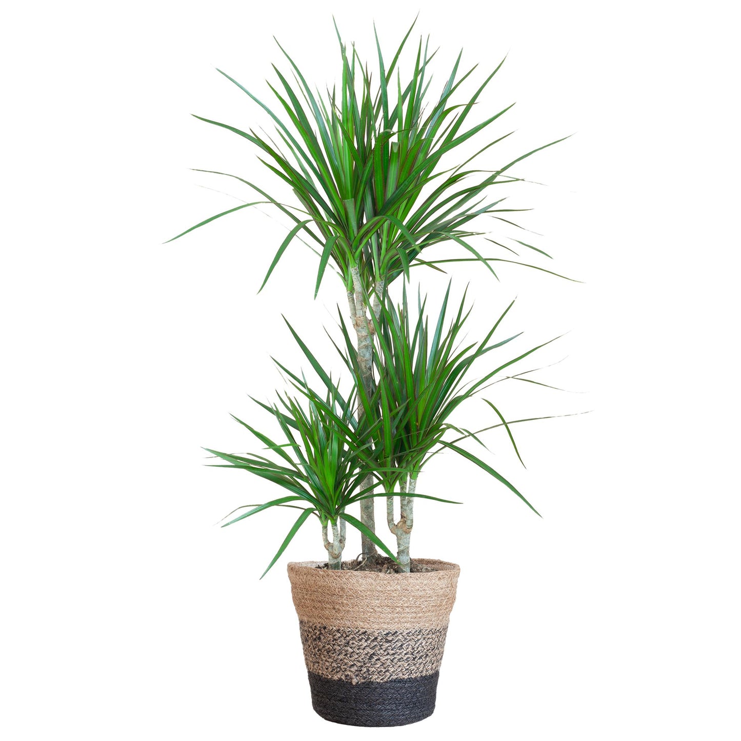 Dracaena Marginata met pot