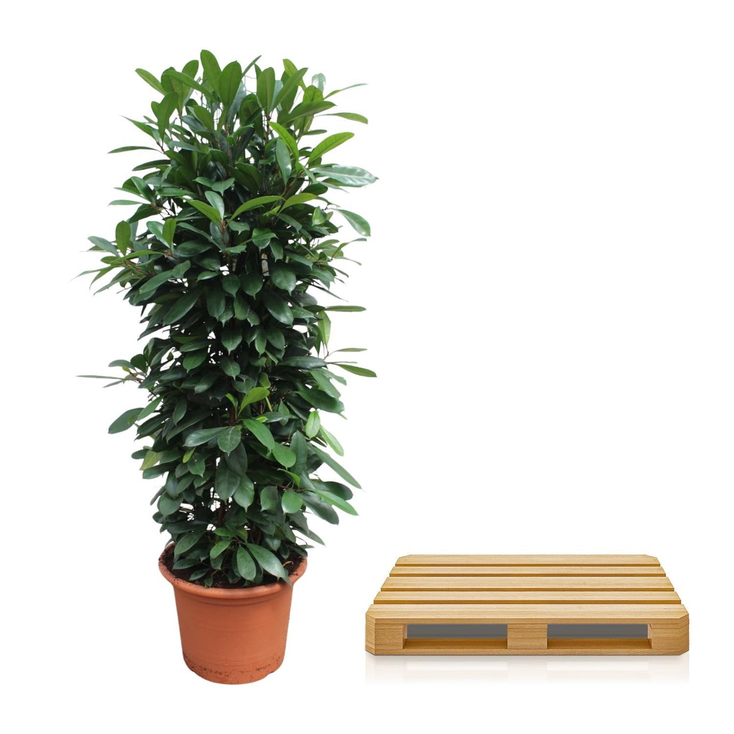 Ficus Cyathistipula gaasrek