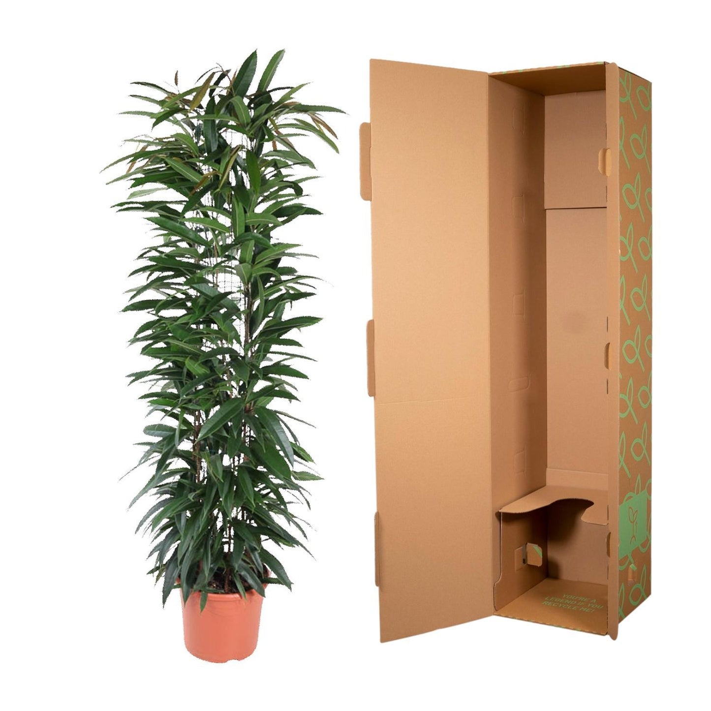 Ficus Alii King zuil