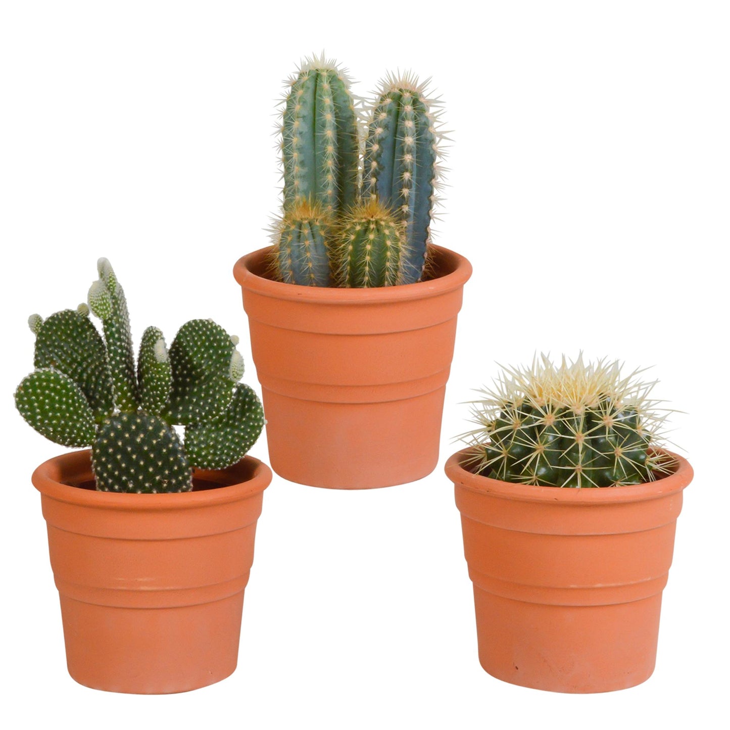 Cactus mix | 3 stuks