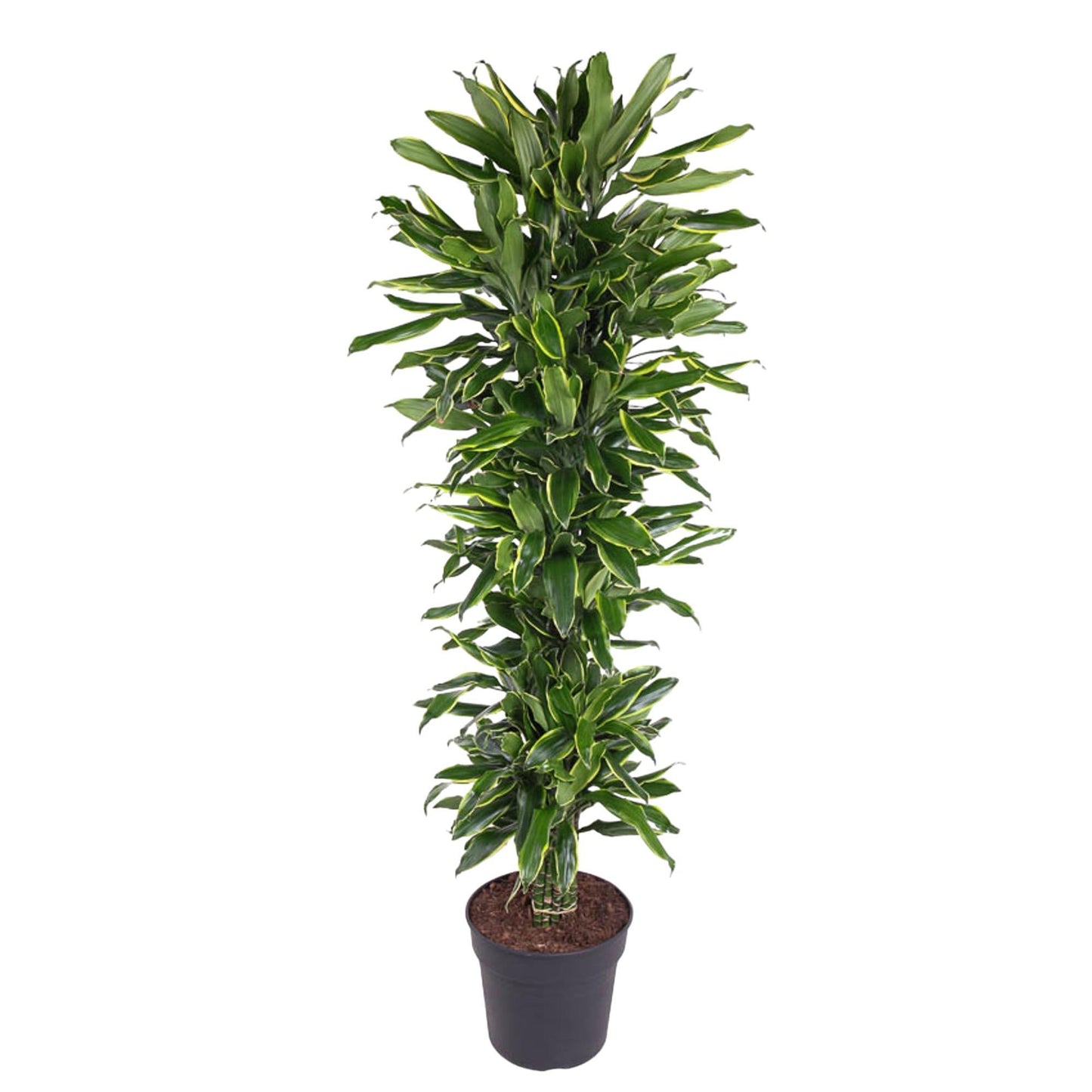 Dracaena Golden Coast vertakt