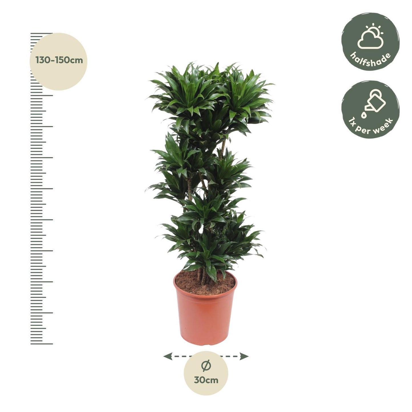 Dracaena Compacta