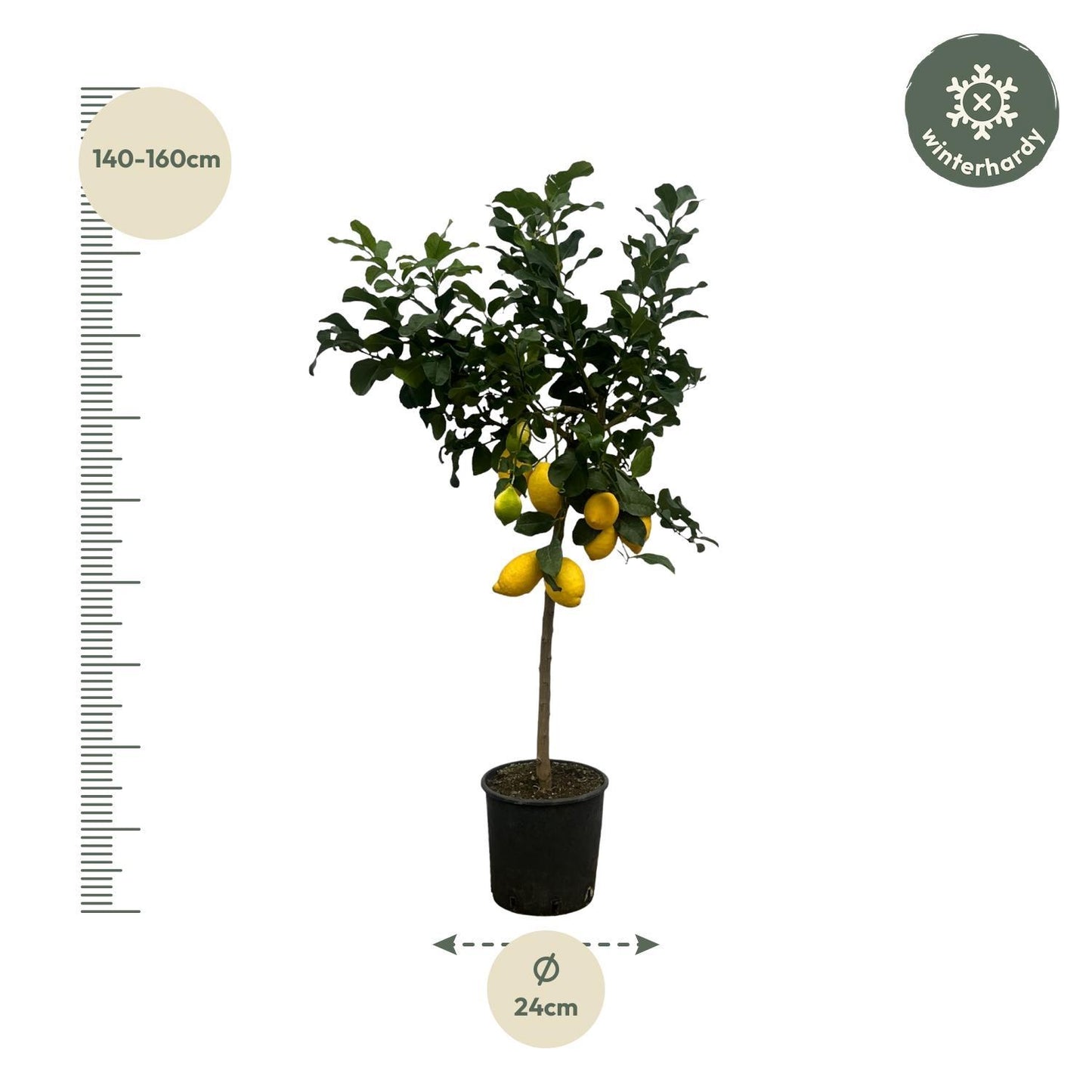 Citrus Limon
