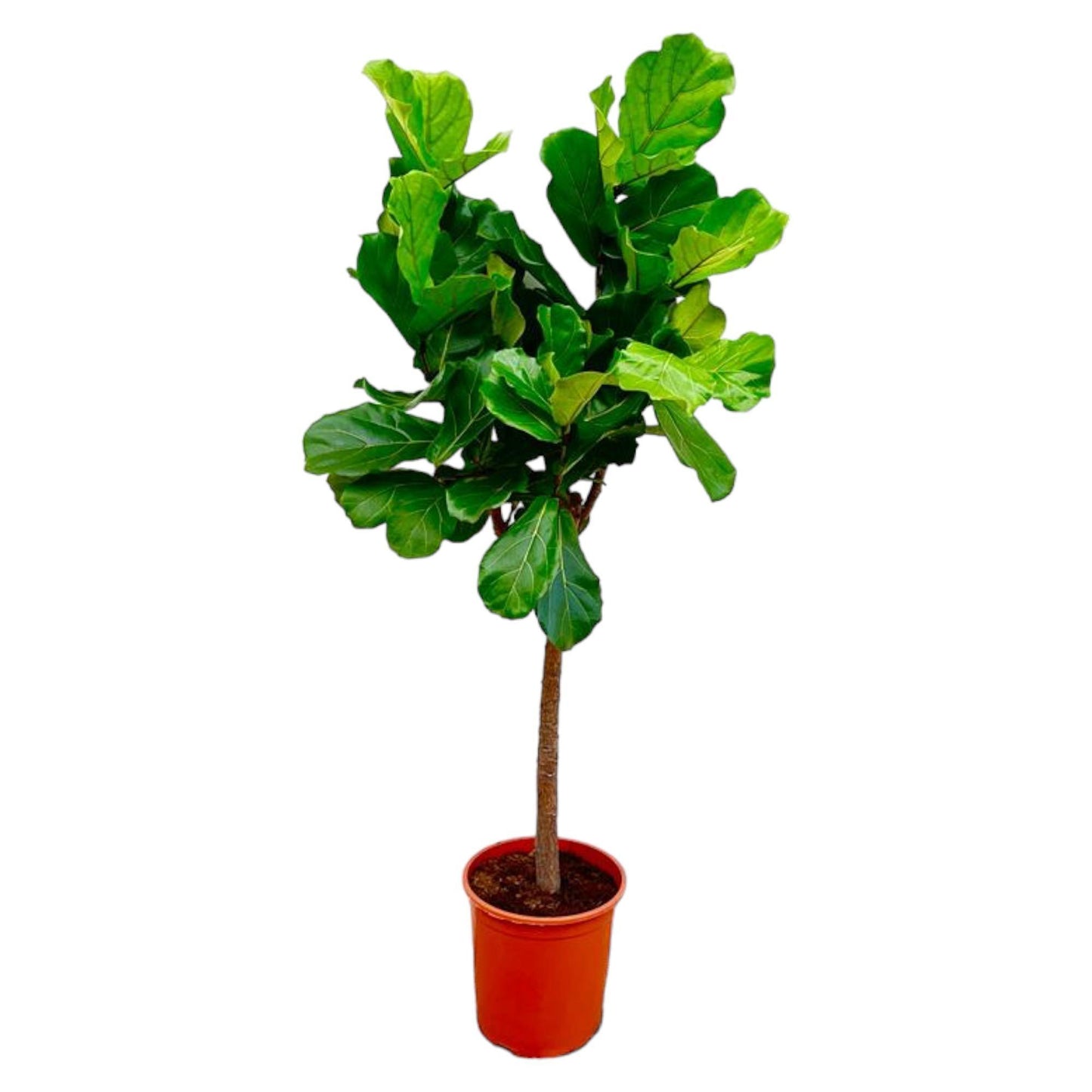 Ficus Lyrata boom