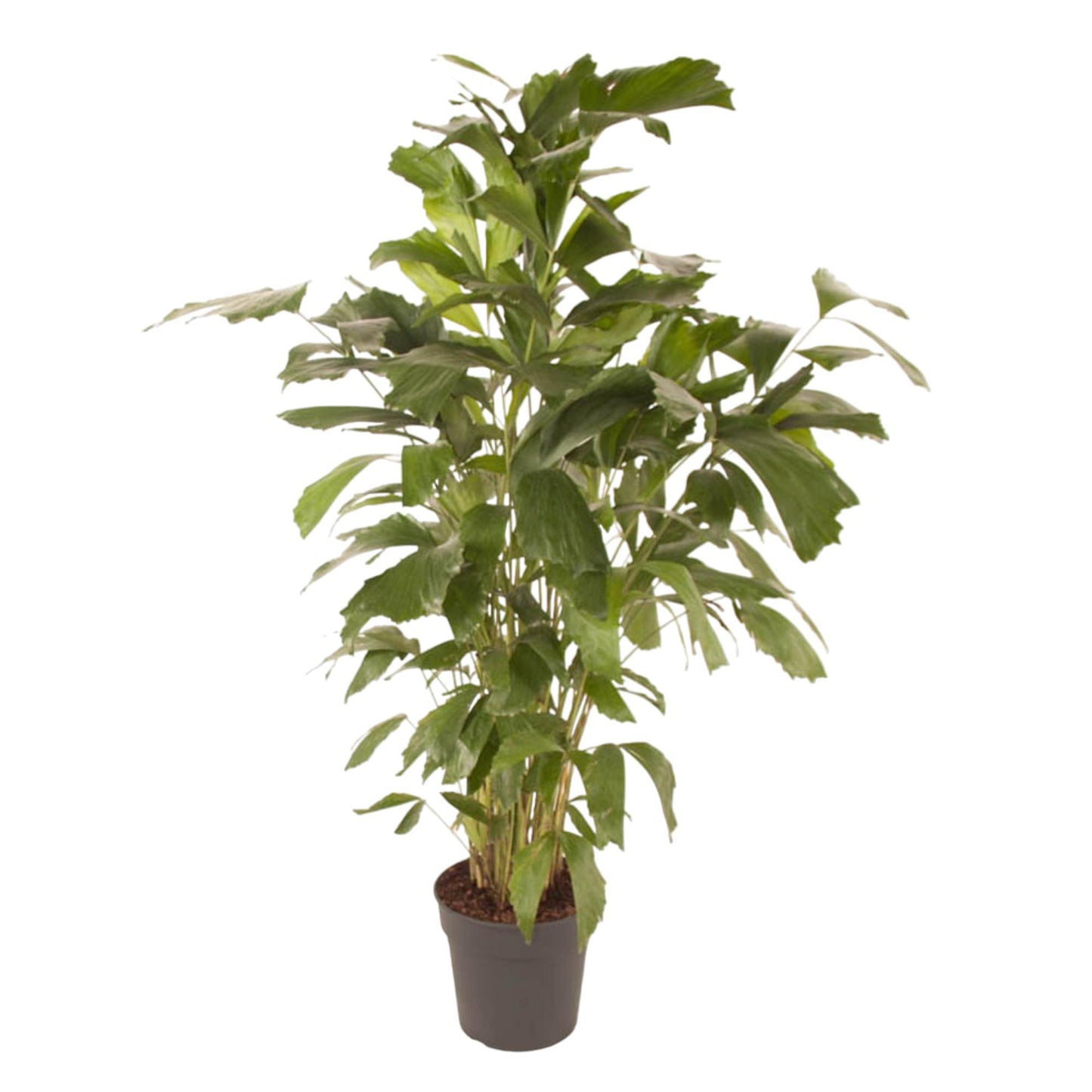 Caryota Mitis