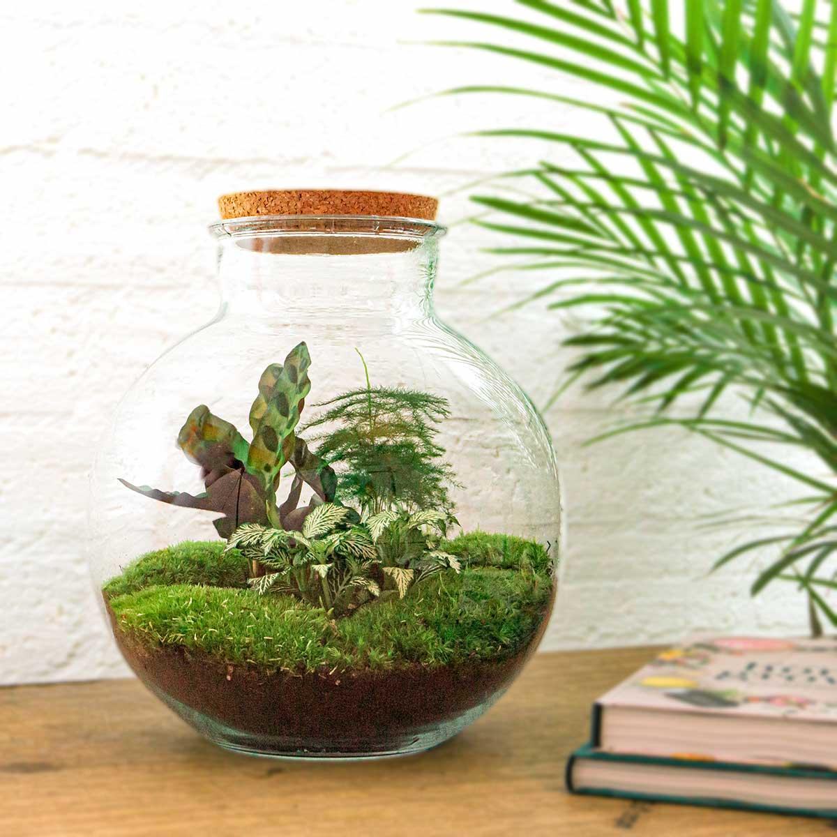 Bolder Bob | DIY terrarium